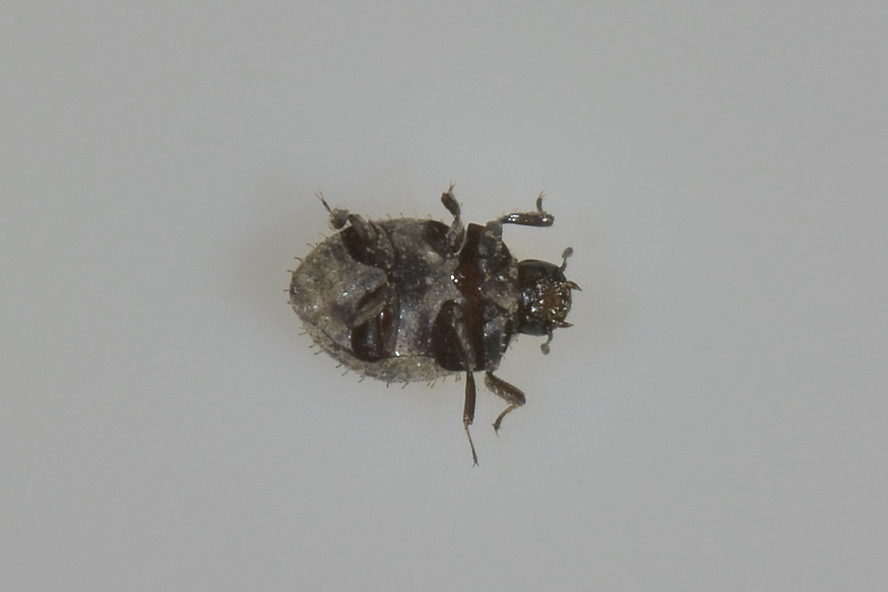 Chaetophora spinosa, Byrrhidae